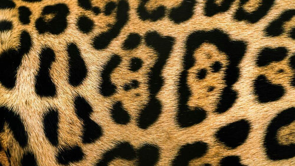 Step into Your Wild Side: What to wear with animal print shoes